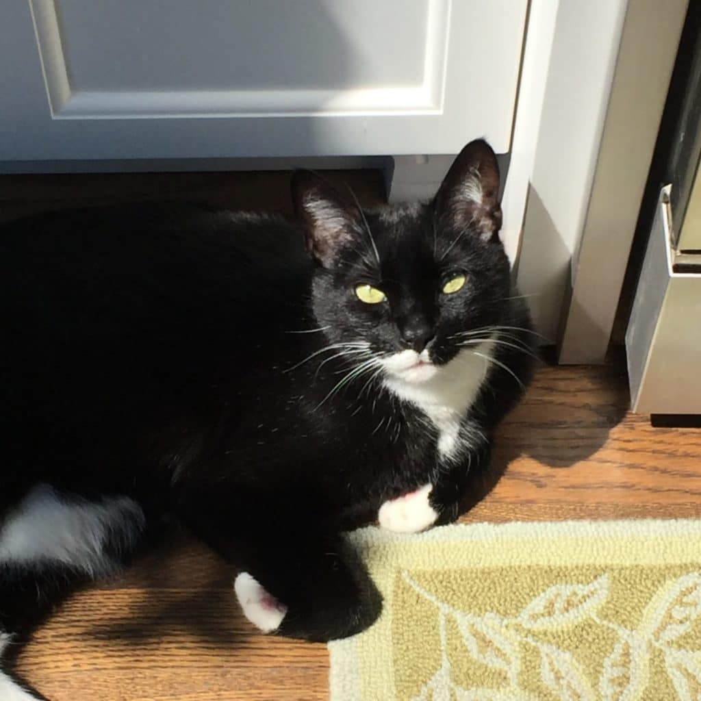 tuxedo cat in the sun