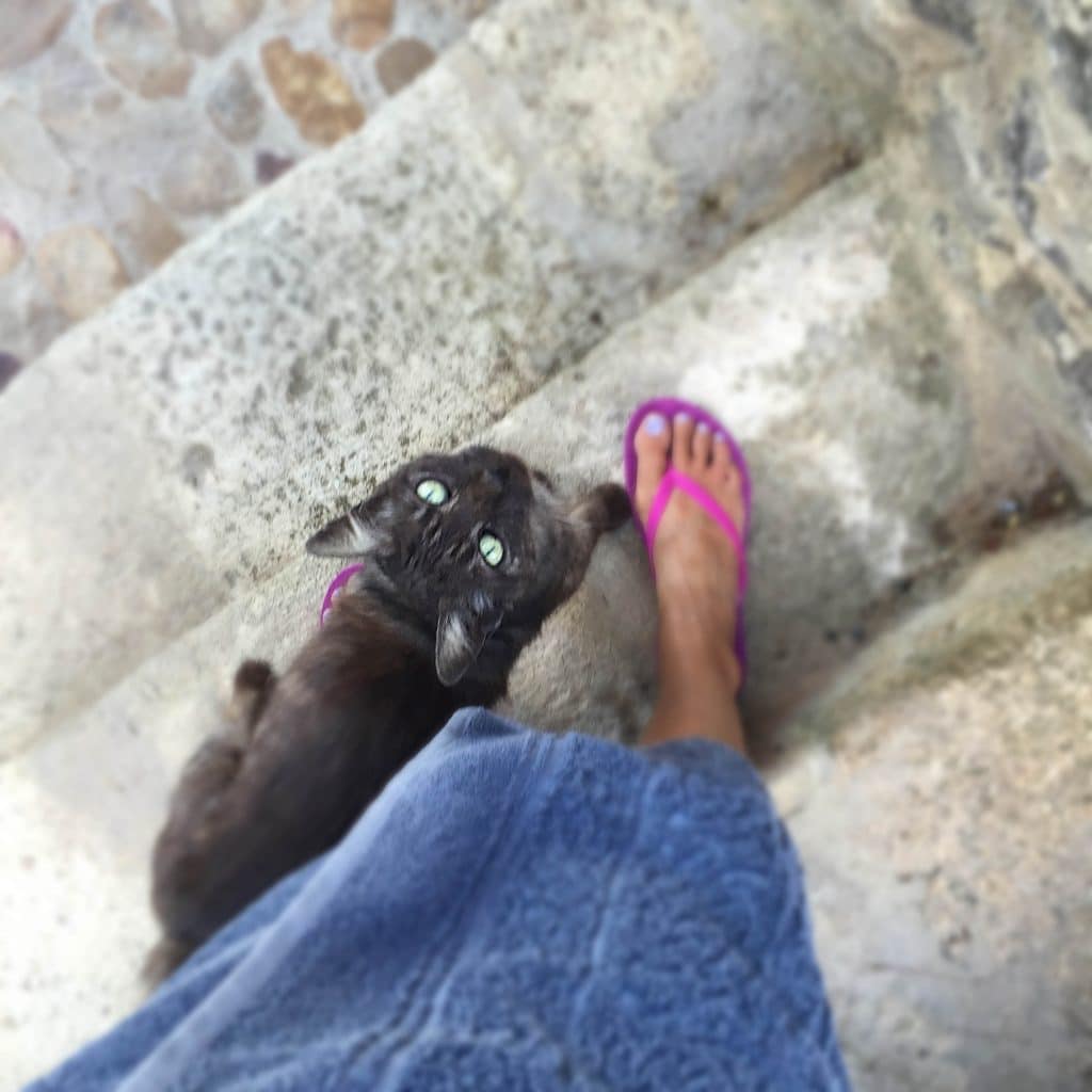 a gray cat rubbing my shins on a summer day after a swim in the pool in Provence France