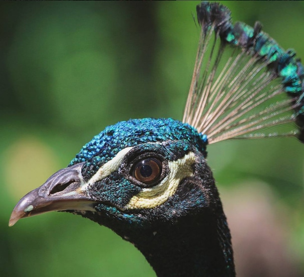 peacock in profile