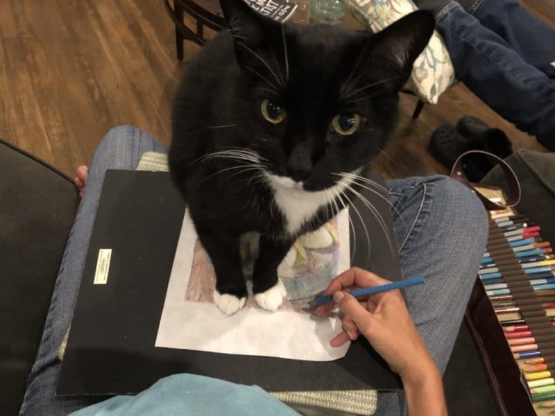 a cat interrupting art-making